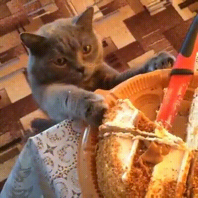 Гифка кот ест торт
