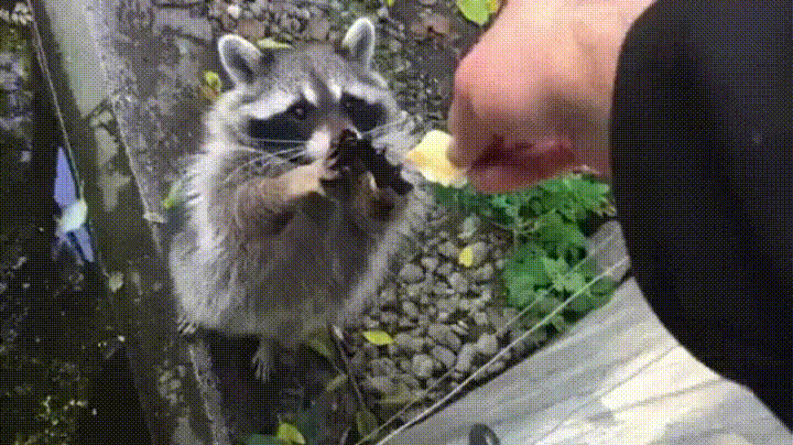 Gif просто енот, просто ест, мило!