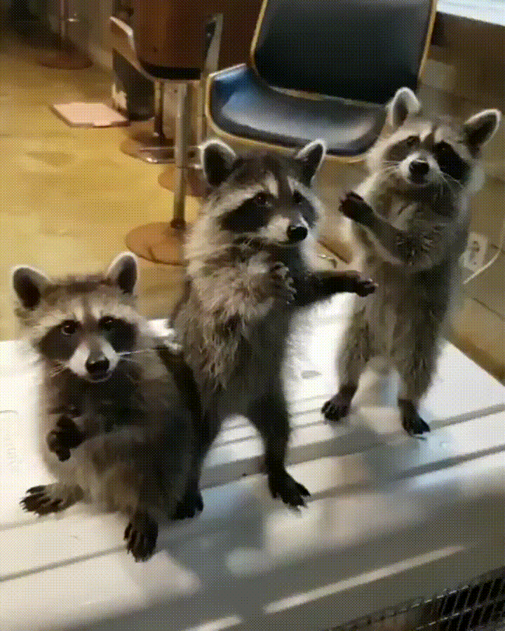 Gif бесконечные еноты.