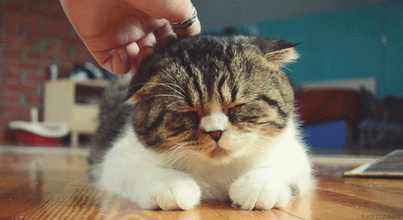 Гифки с котами Гифки с котами