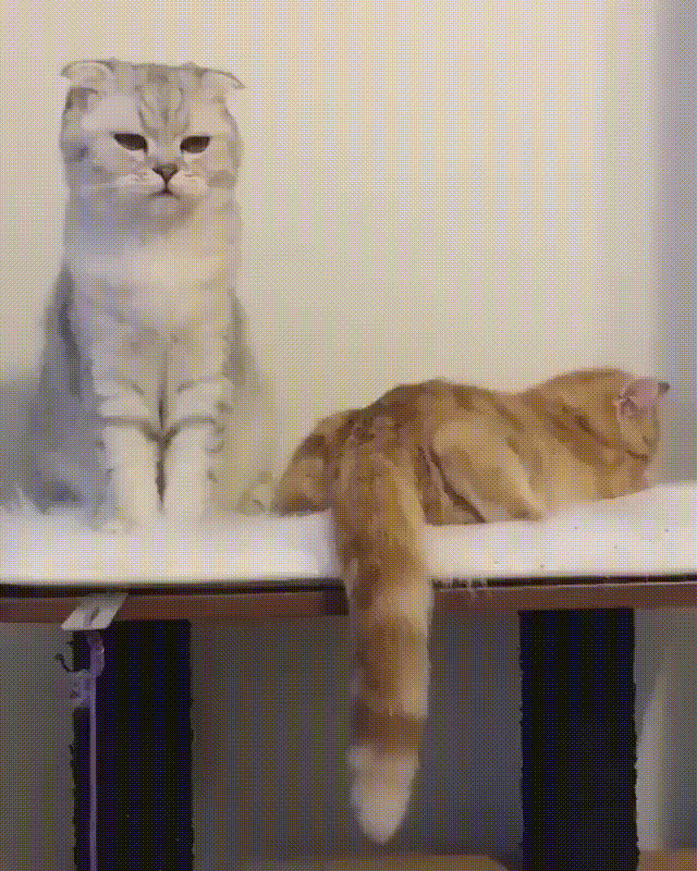 Гифки с котами Гифки с котами