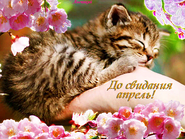 Гифка до свидания Апрель с котёнком.