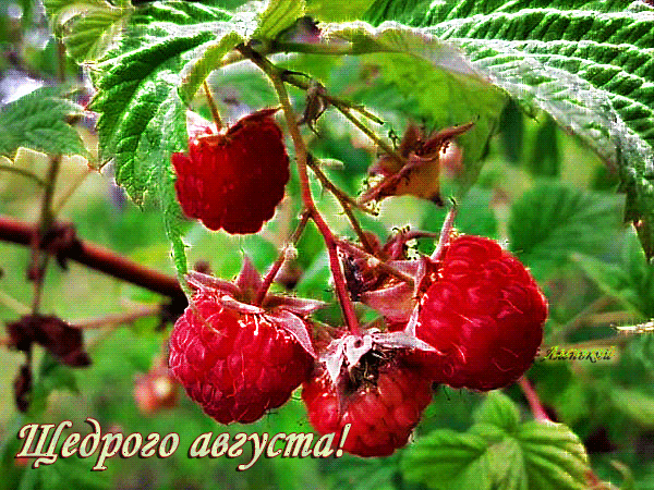Гифка щедрого Августа