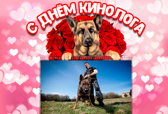 Мерцающая gif картинка с днём кинолога с розами, собакой и фотографиями.