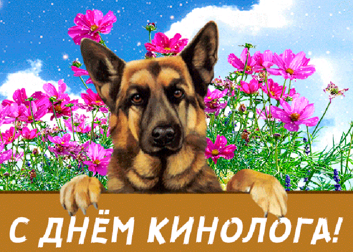 Прикольная гифка с днём кинолога с овчаркой и цветами на заднем фоне.