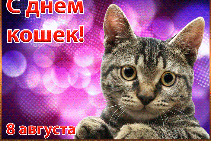 Лучшие гифки с всемирным днём кошек 8 августа.