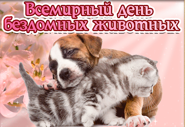 Красивая анимация на всемирный день бездомных животных с кошкой и собакой. Красивая анимация на всемирный день бездомных животных с кошкой и собакой.