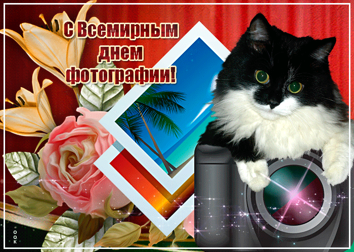 Смешная Gif открытка с всемирным днём фотографии с котом.
