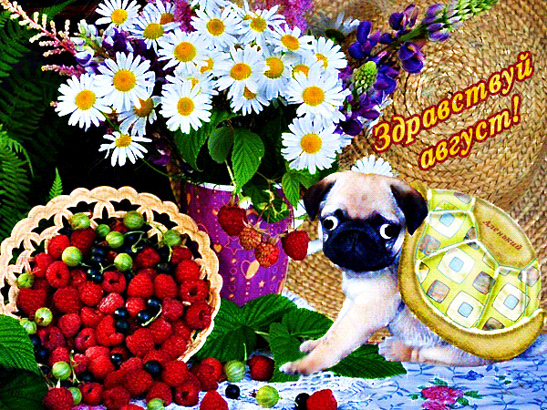Ромашковая gif открытка здравствуй август. Ромашковая gif открытка здравствуй август.