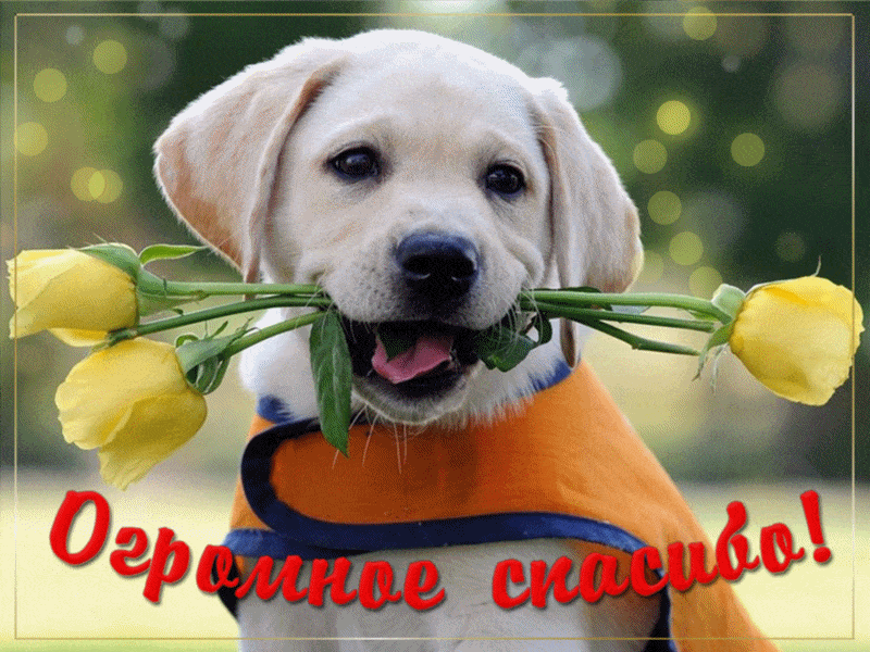 Анимация огромное спасибо