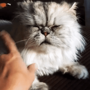Гифка Персидская кошка