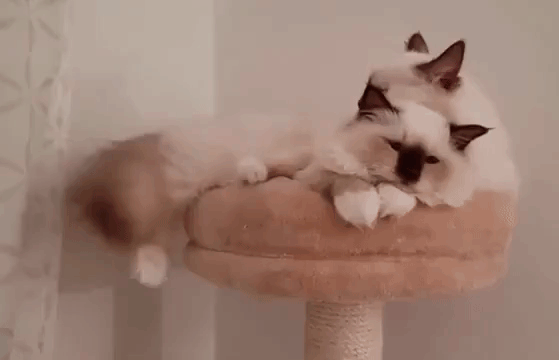 Гифка Бирманская кошка