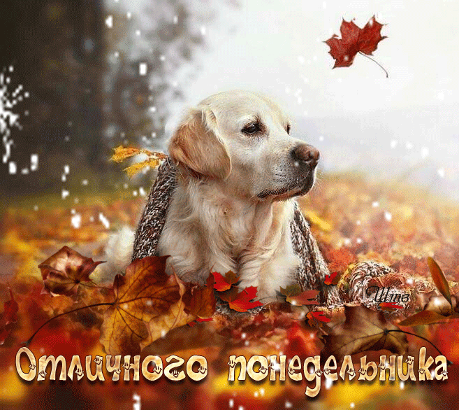 Гифка отличного осеннего понедельника