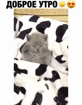 Гифка Кот Ди Канио