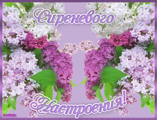 Красивая gif картинка с пожеланием сиреневого настроения!