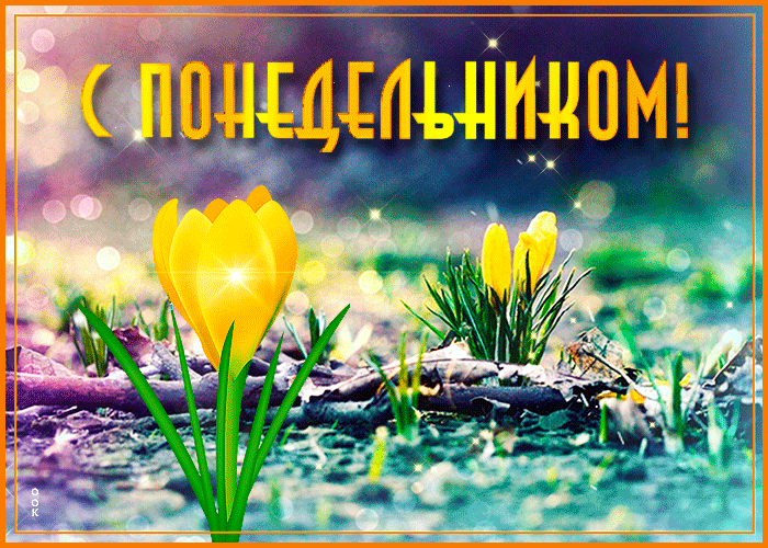 Приятная весенняя картинка с пожеланием хорошего и доброго понедельника с тюльпаном!