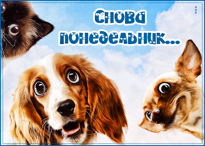 Открытка снова понедельник с собаками!