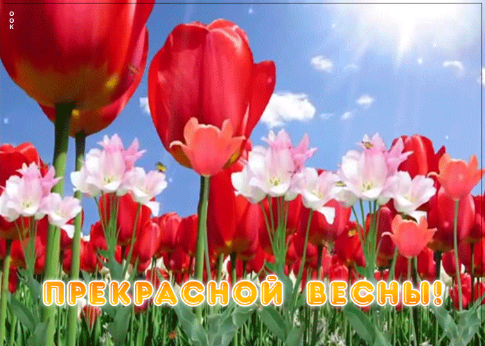 Пожелание прекрасной весны, поле тюльпанов.