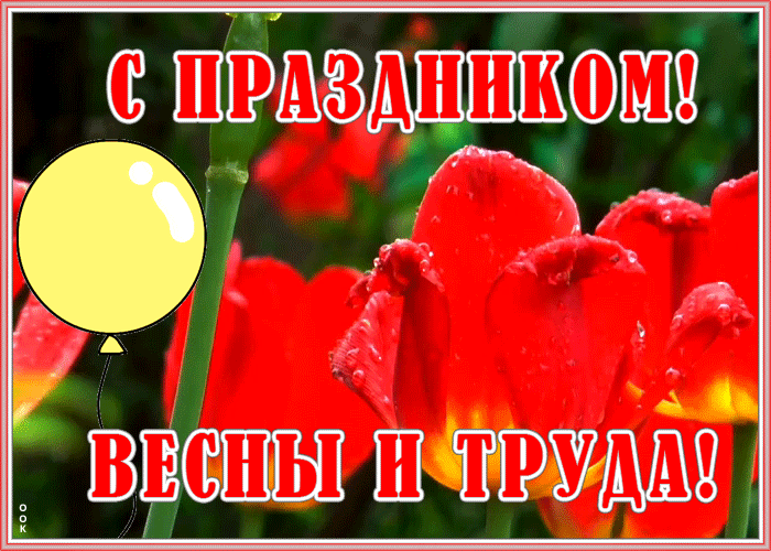 Картинка с праздником 1 мая с тюльпанами Картинка с праздником 1 мая с тюльпанами