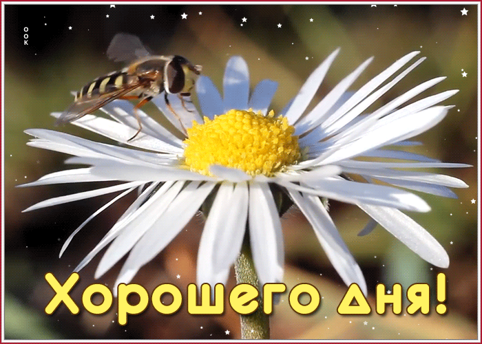 Светлая картинка с пожеланием хорошего дня. Картинки с пожеланиями хорошего дня Светлая картинка с пожеланием хорошего дня. Картинки с пожеланиями хорошего дня