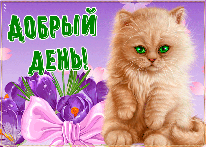 Гиф открытка добрый день с котом Гиф открытка добрый день с котом