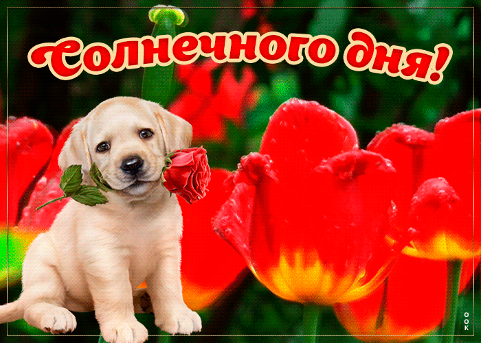 Открытка с пожеланием солнечного дня с собакой и цветами! Открытка с пожеланием солнечного дня с собакой и цветами!