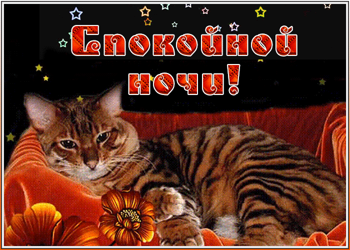 Картинка спокойной ночи с котиком Картинка спокойной ночи с котиком