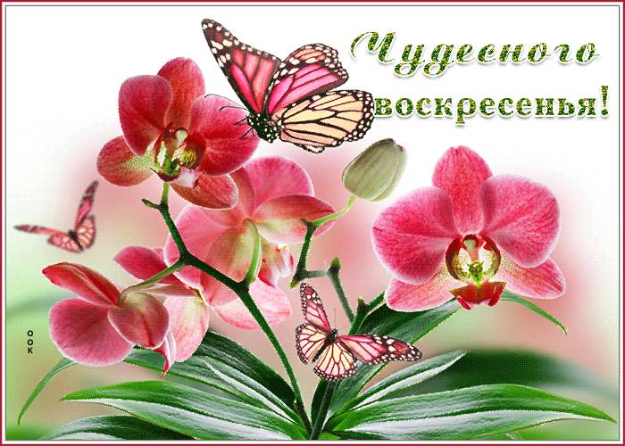 Мерцающая открытка с пожеланием чудесного воскресного утра с цветами!