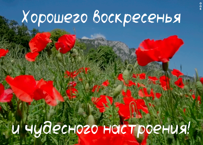Красивая гифка с пожеланием хорошего воскресенья и чудесного настроения!