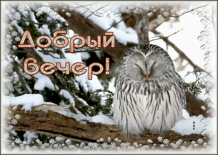 Гифка с пожеланием доброго зимнего вечера с совой!