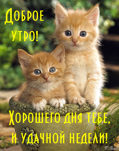 Пожелание Хорошего дня и удачной недели. Пожелание Хорошего дня и удачной недели.
