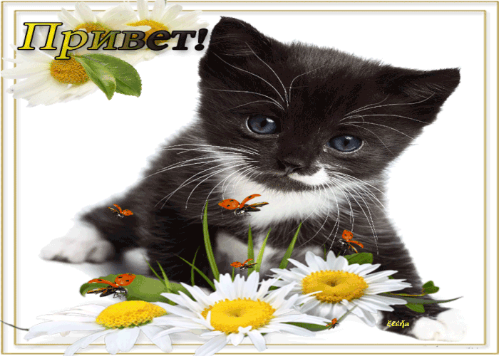 Gif анимация приветик с котёнком! Gif анимация приветик с котёнком!