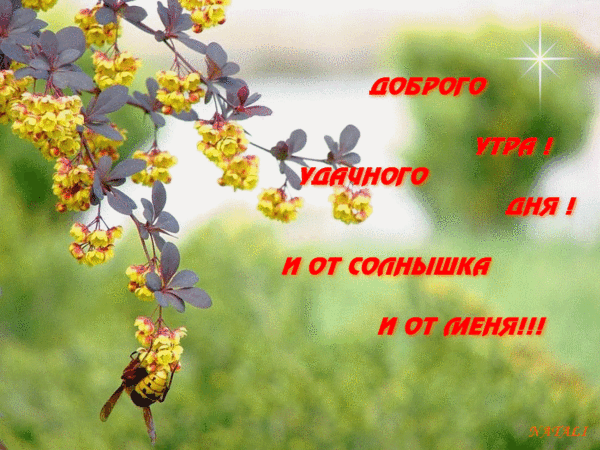Мерцающая картинка доброго утра! Удачного летнего дня! И от солнышка и от меня!