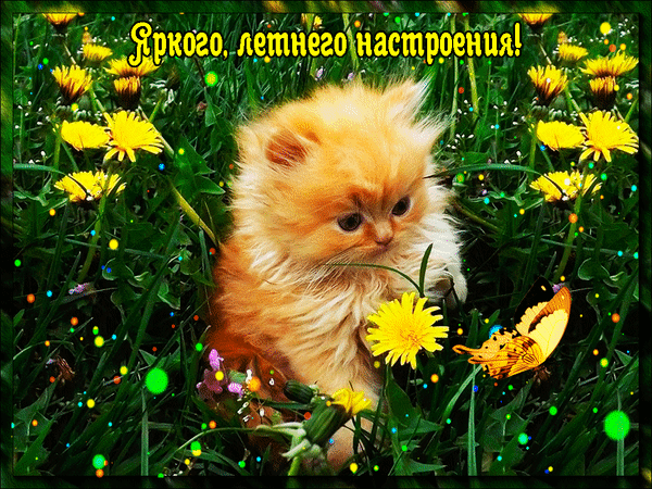 Классная gif картинка яркого, летнего настроения!