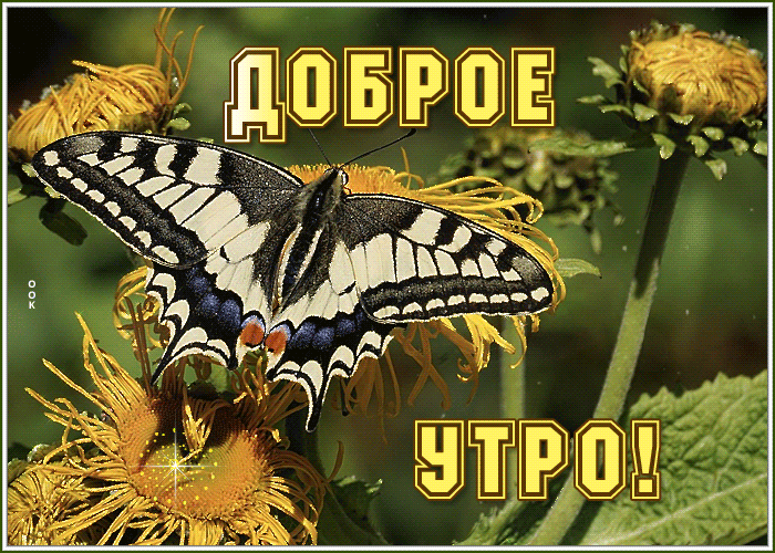 Гиф открытка доброе летнее утро с бабочкой