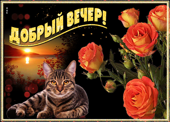 Gif открытка добрый летний вечер с кошкой и розами!