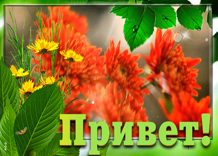 Анимация привет с летними цветами