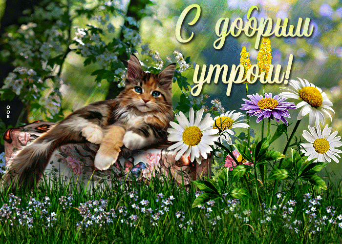 Очаровательная gif открытка доброе утро с котом
