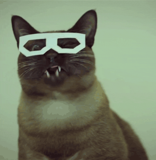 Кот Скифча, Кот в очках gif, Кот в бумажных очках, Крутые гифки с котом на аву в дискорд. Кот Скифча, Кот в очках gif, Кот в бумажных очках, Крутые гифки с котом на аву в дискорд.