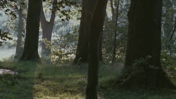 Gif картинка летний ветер в лесу