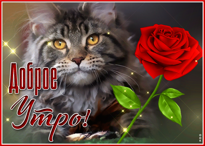 Чудесная мерцающая gif открытка доброе утро с котиком и розой