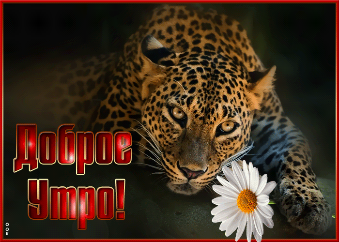 Классная гифка доброе утро с леопардом