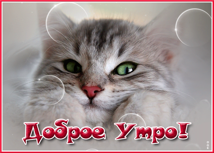Красивая анимированная картинка доброе утро с чудесным котом