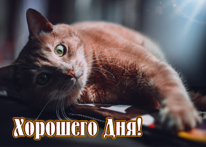 Милая картинка хорошего дня с котиком для женщины!