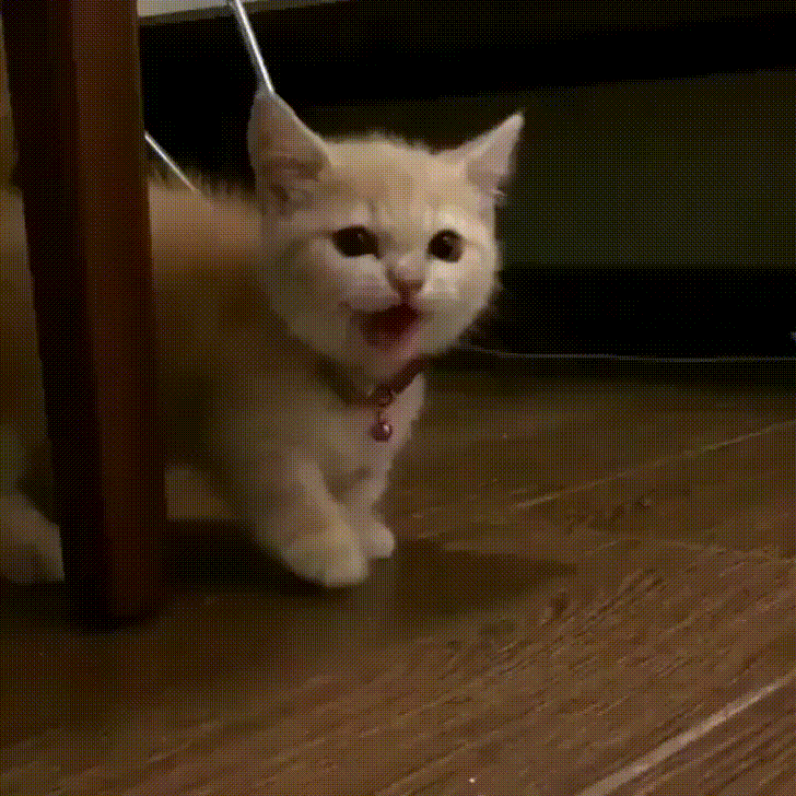 Гифка Кошки