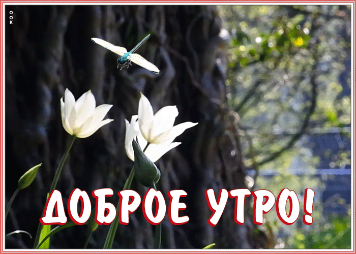 Открытка доброе утро с природой Открытка доброе утро с природой