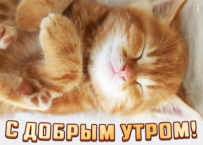 Картинка доброе утро с маленьким котенком Картинка доброе утро с маленьким котенком