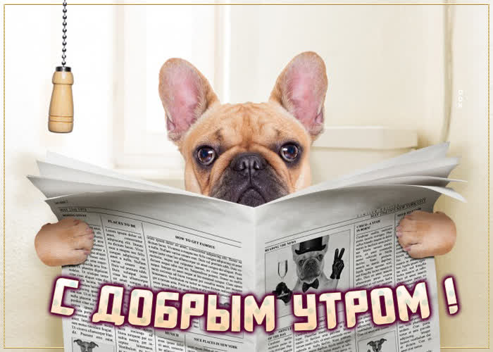 Шуточная картинка с добрым утром Шуточная картинка с добрым утром