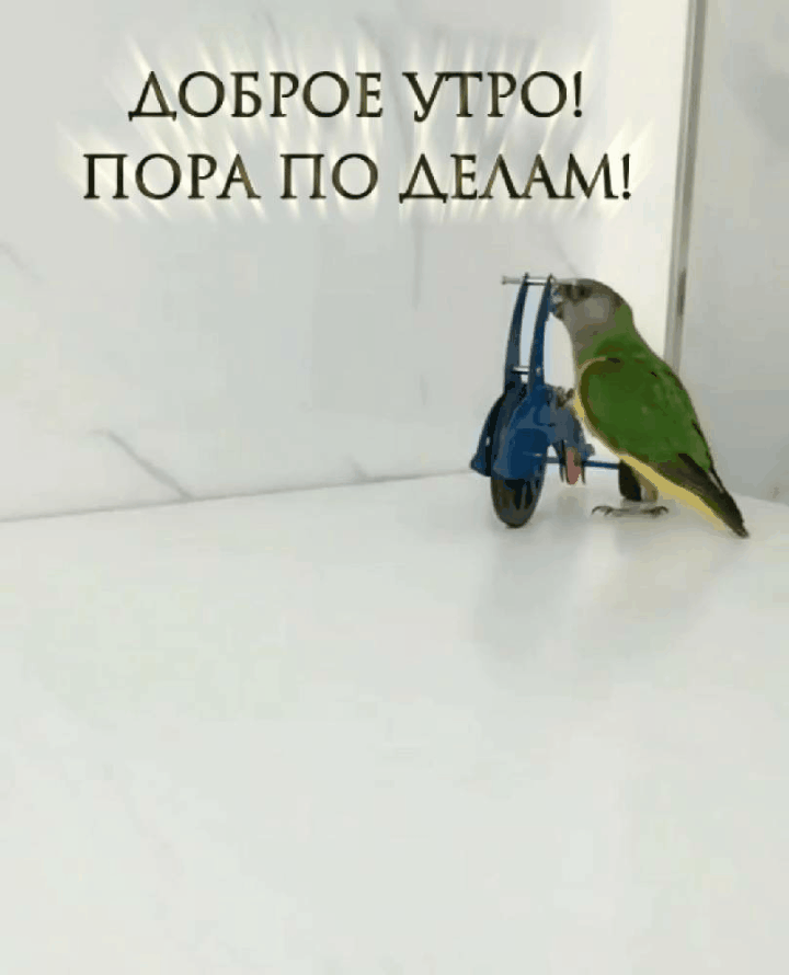 Смешная анимированная картинка с попугаем, доброе утро пора по делам!