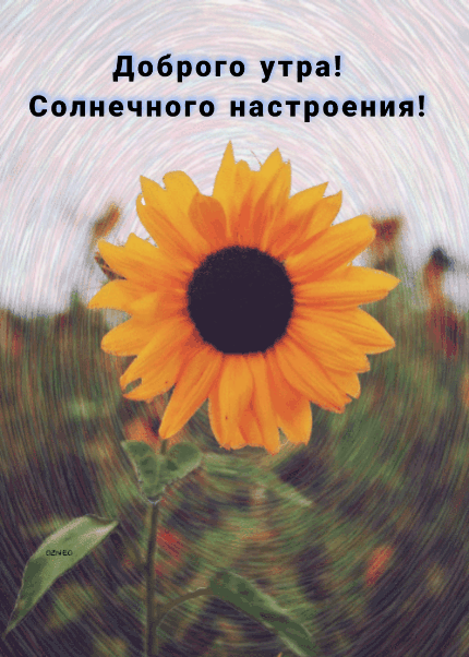 Прикольная гиф открытка доброго утра и солнечного настроения с подсолнухом! Доброе утро картинки красивые женщине мерцающие
